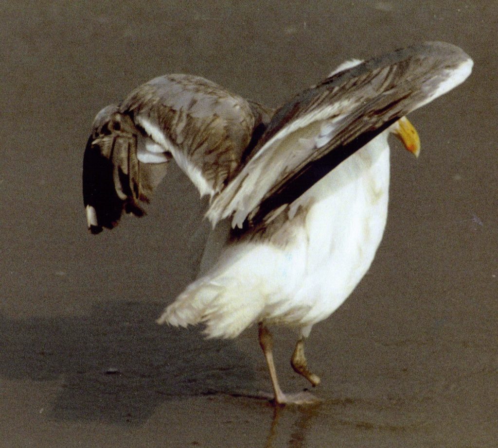 Injured Seagull