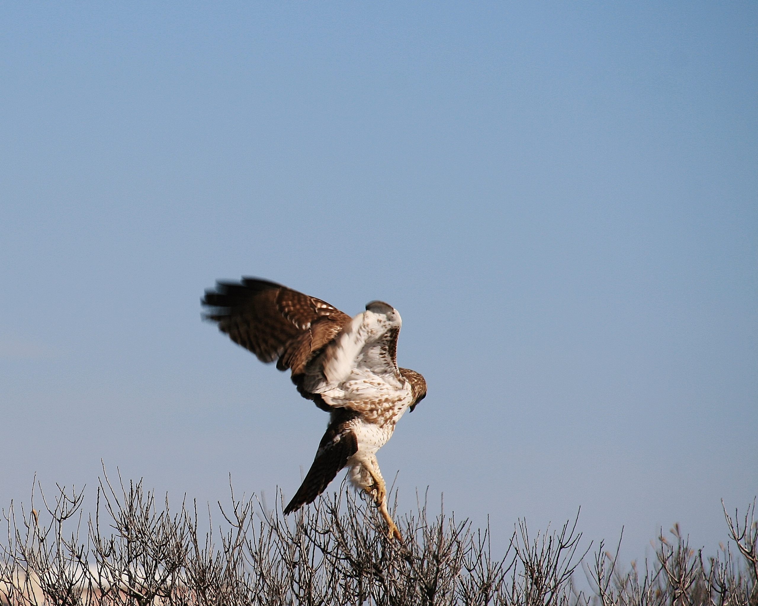 Hawk Dancing – jahART